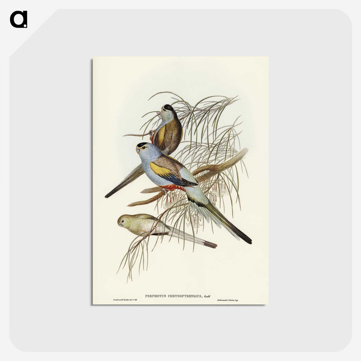 3-37_John-Gould_postcard