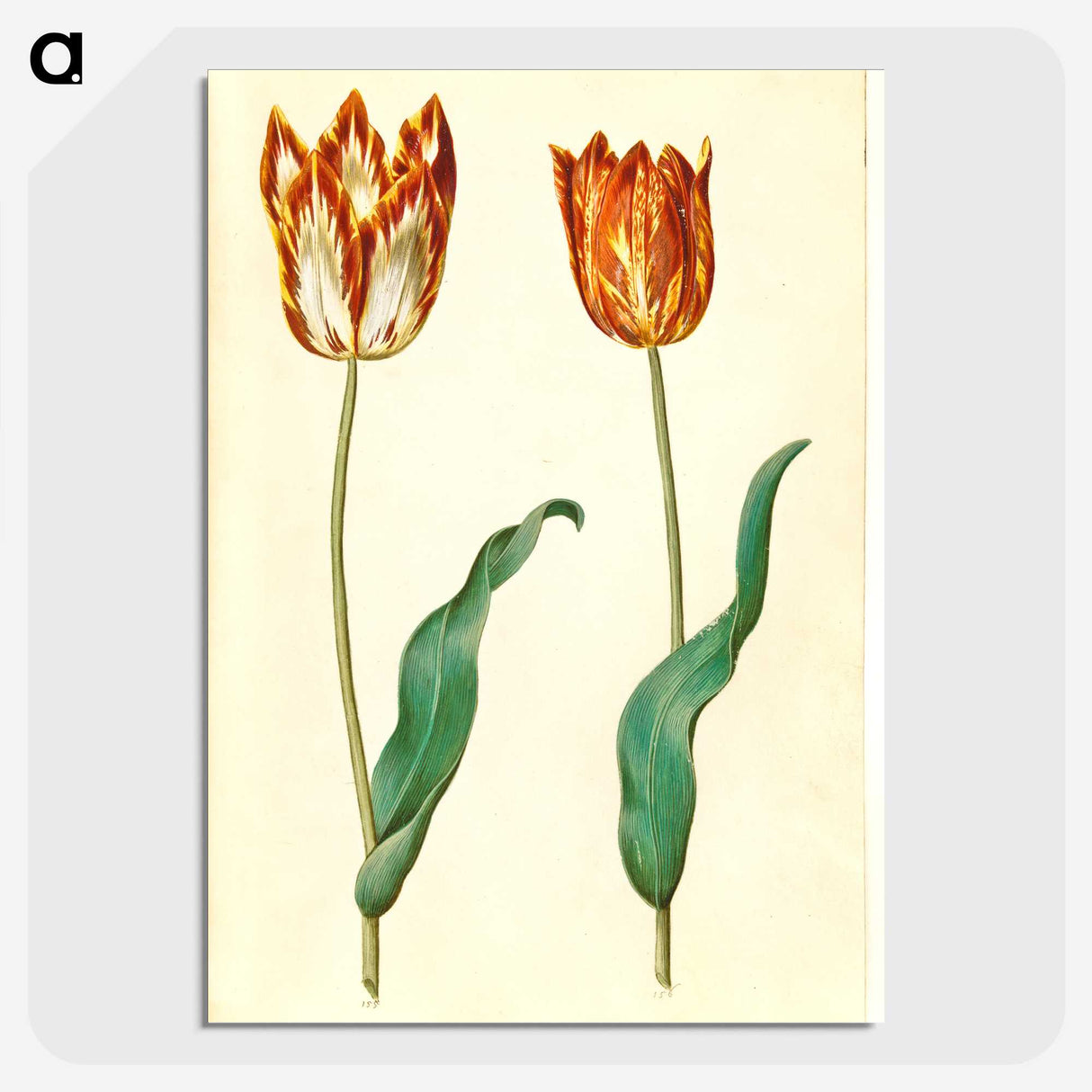 3-37_Maria-Sibylla-Merian_picture-crop