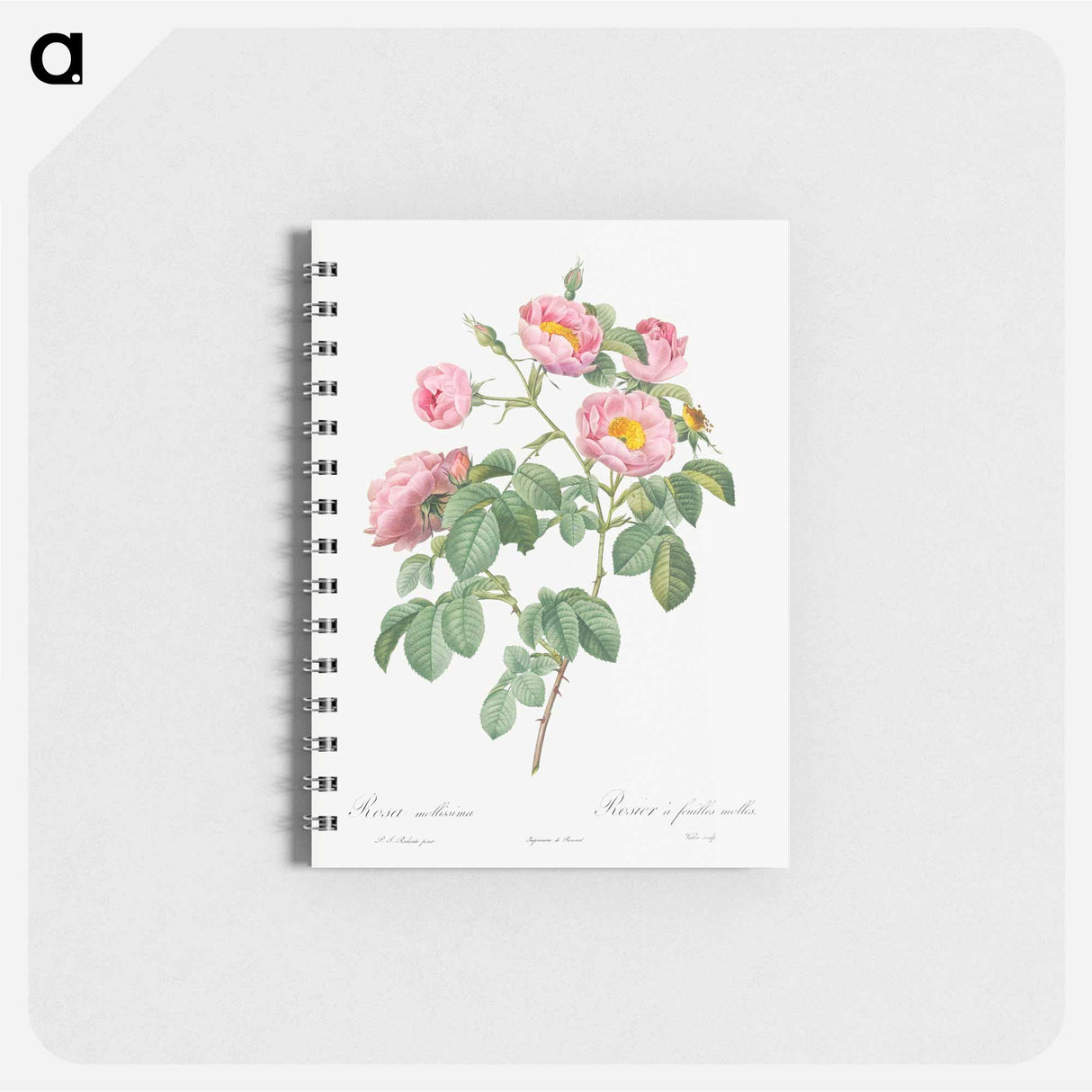 Semi-Double Variety of Tomentose Rose - ピエール ジョゼフ ルドゥーテ Memo.