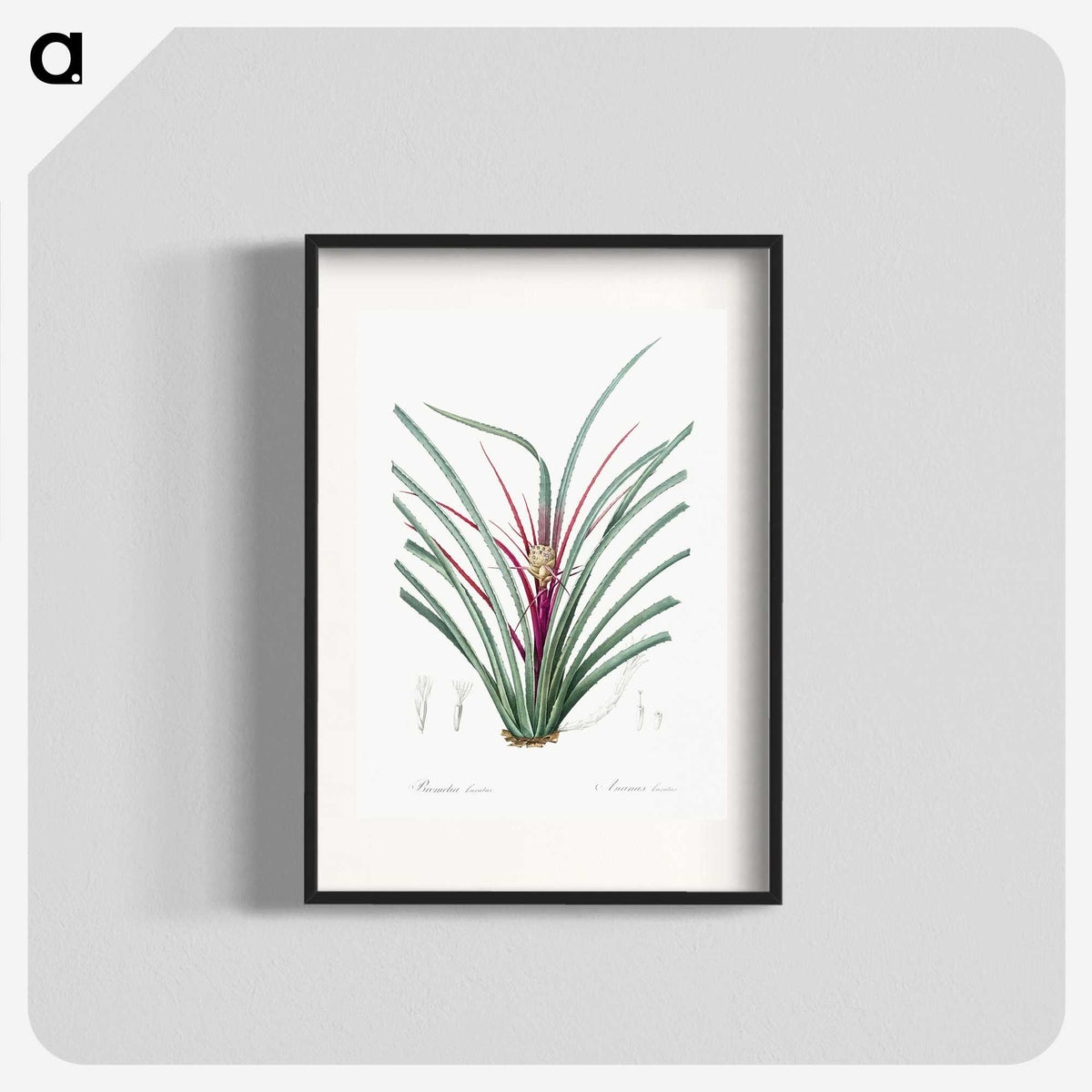 3-37_The-Lilies_blk