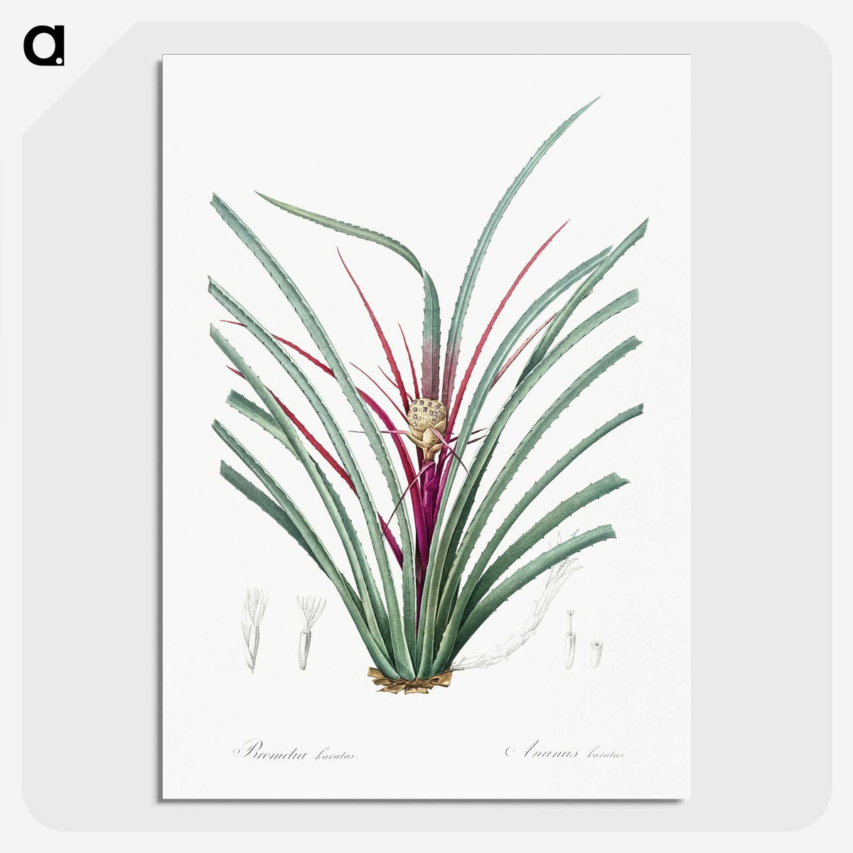 3-37_The-Lilies_picture-crop