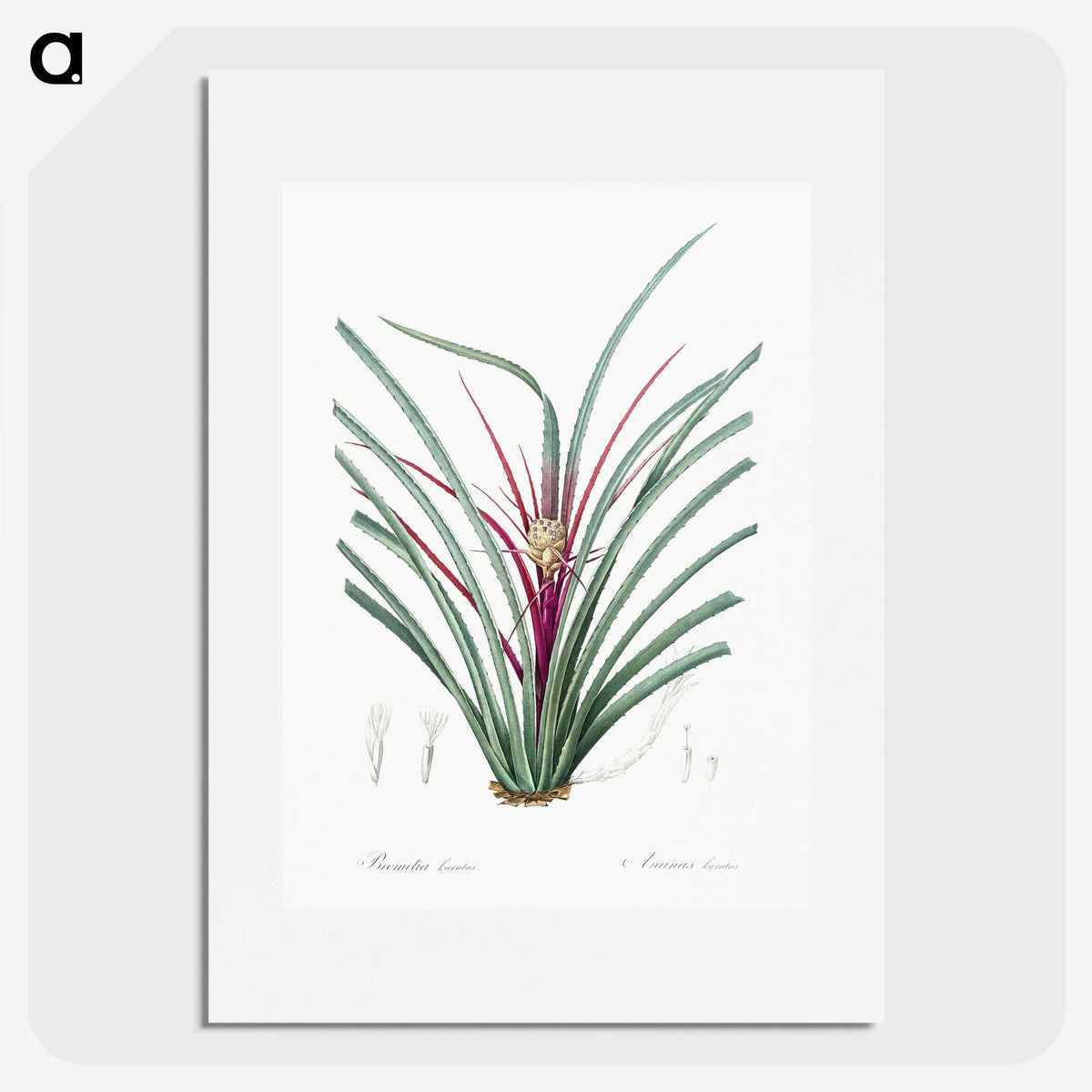 3-37_The-Lilies_picture