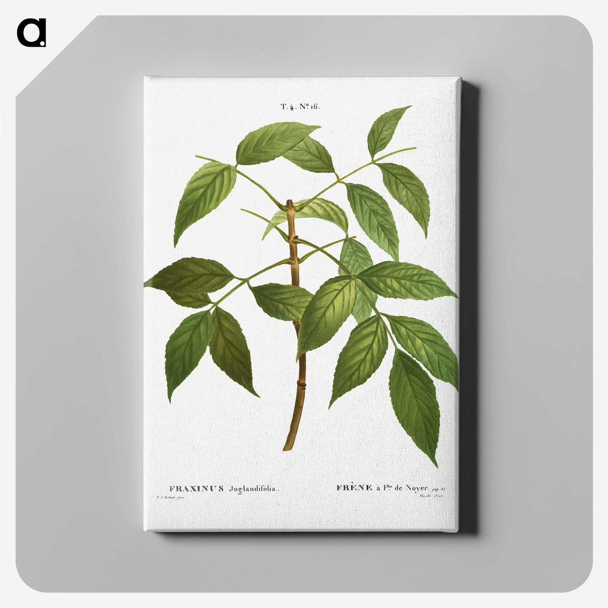 3-37_Treatise-on-Trees-and-Shrubs_canvas