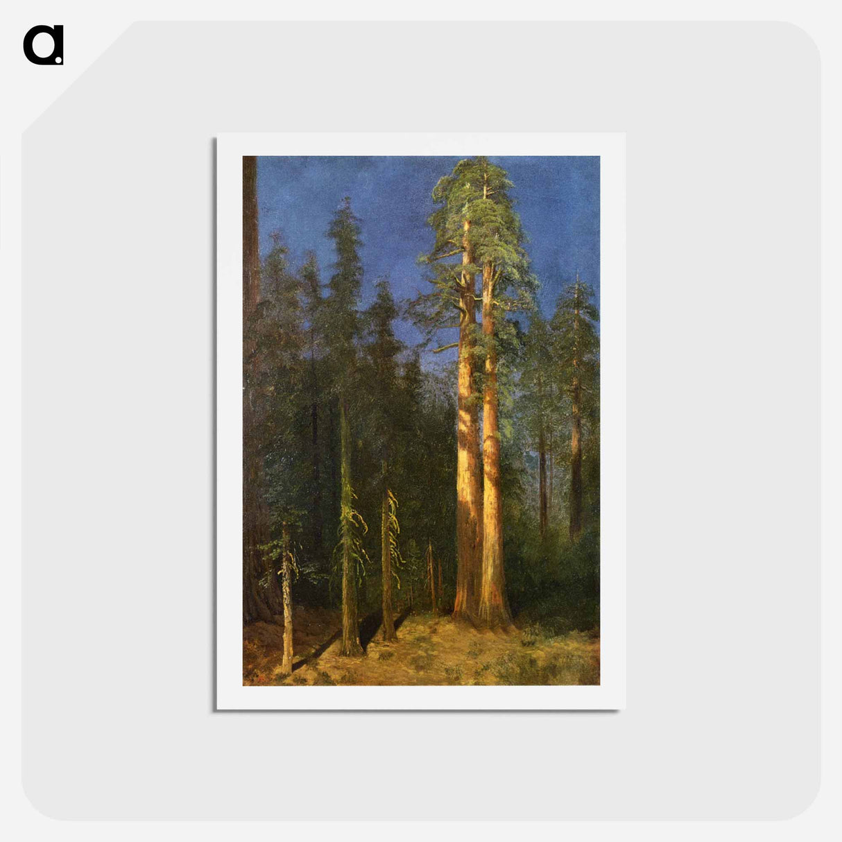 California Redwoods - アルバート ビアスタット Postcard.
