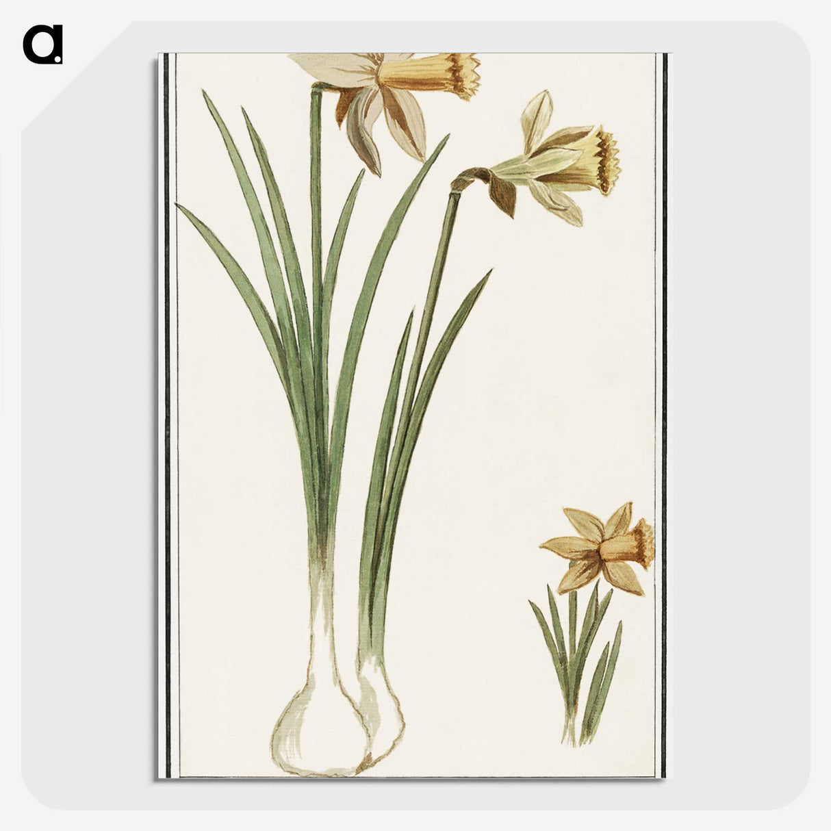 3-38_Anselmus-Boetius-de-Boodt_picture-crop