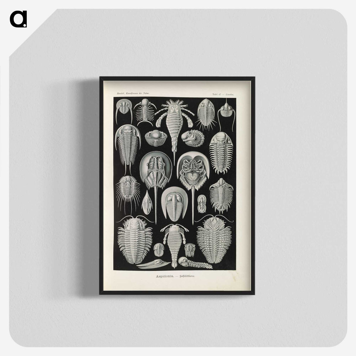 3-38_Ernst-Haeckel_blk-crop