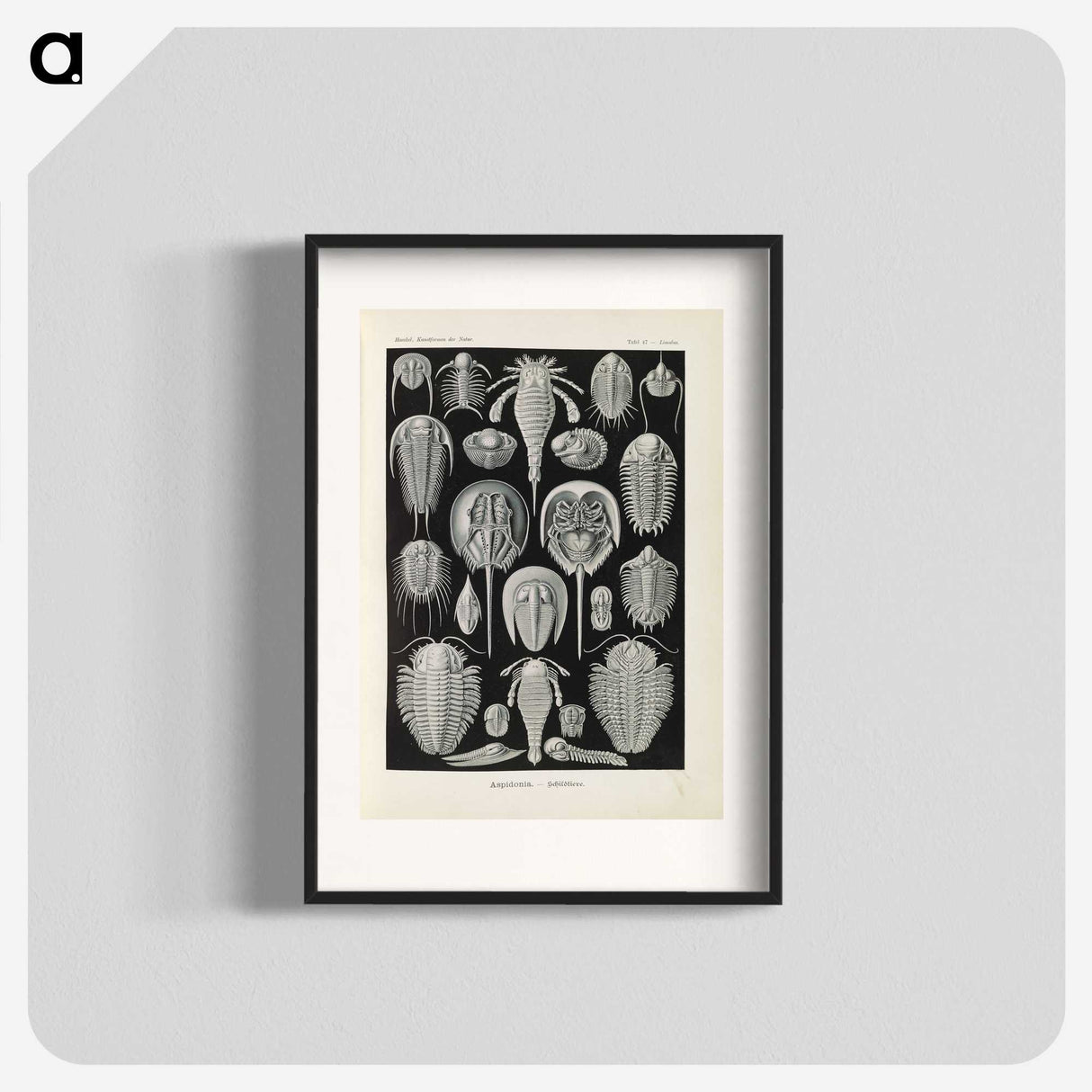 3-38_Ernst-Haeckel_blk