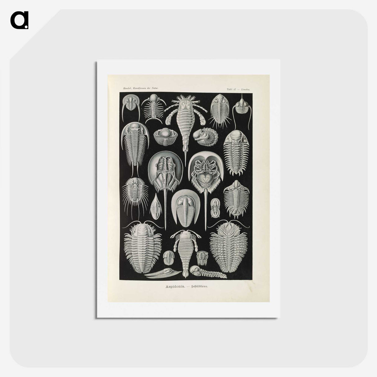 3-38_Ernst-Haeckel_hagaki