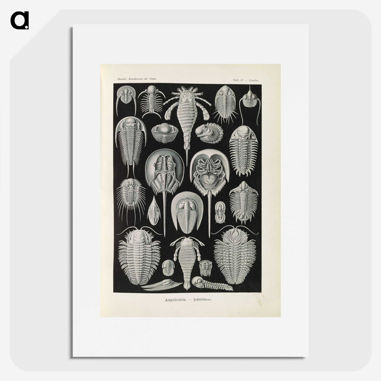 3-38_Ernst-Haeckel_picture