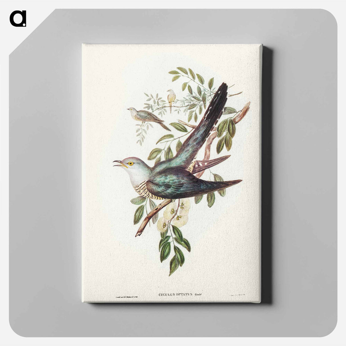 アートパネル-Australian Cuckoo
- ジョン グールド Canvas.