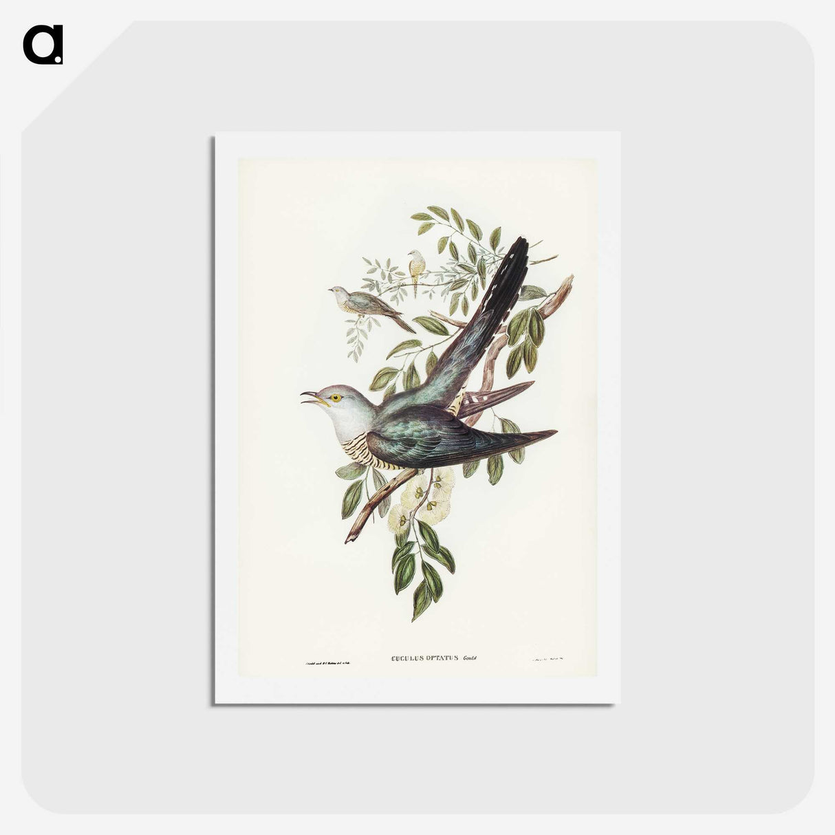 3-38_John-Gould_hagaki