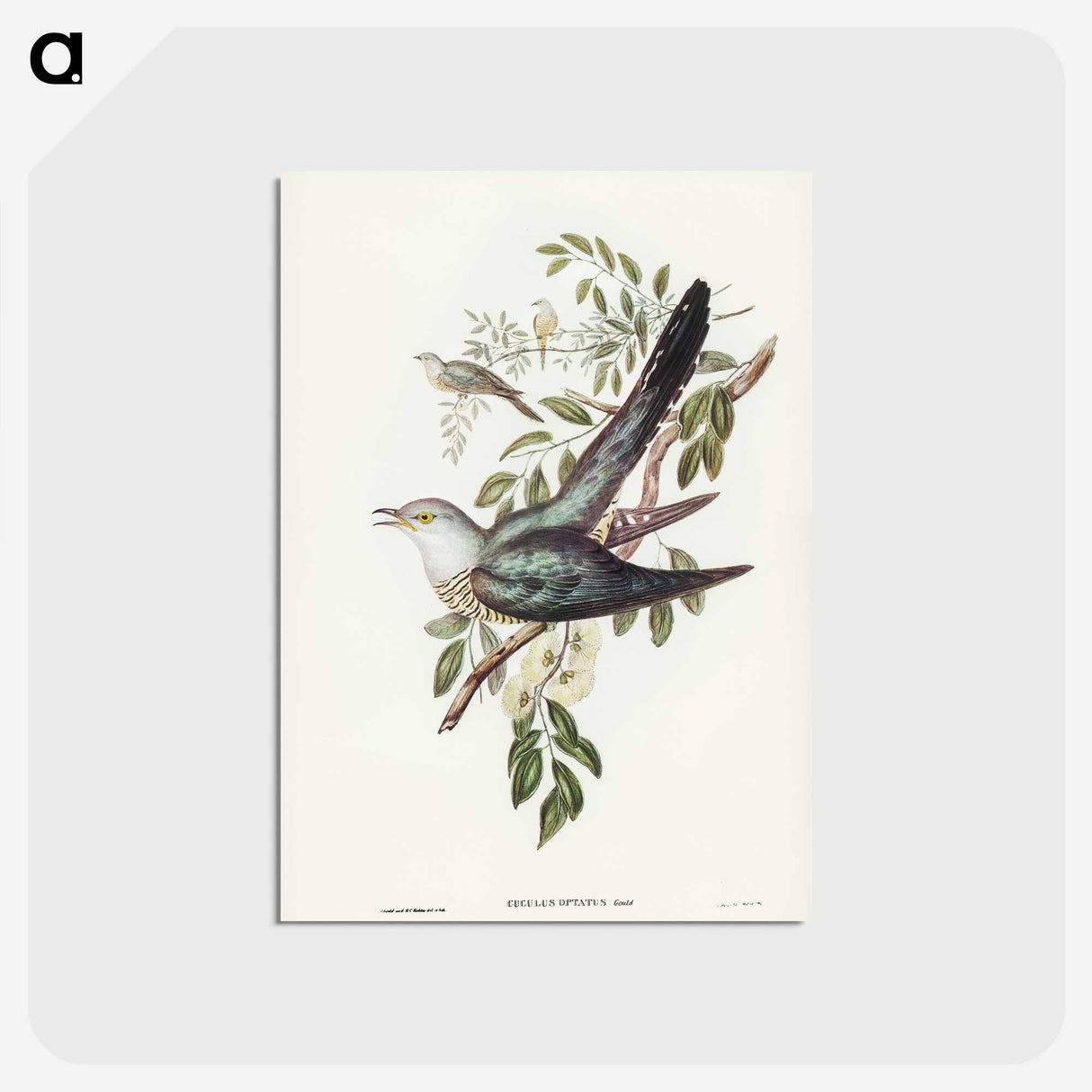 3-38_John-Gould_postcard