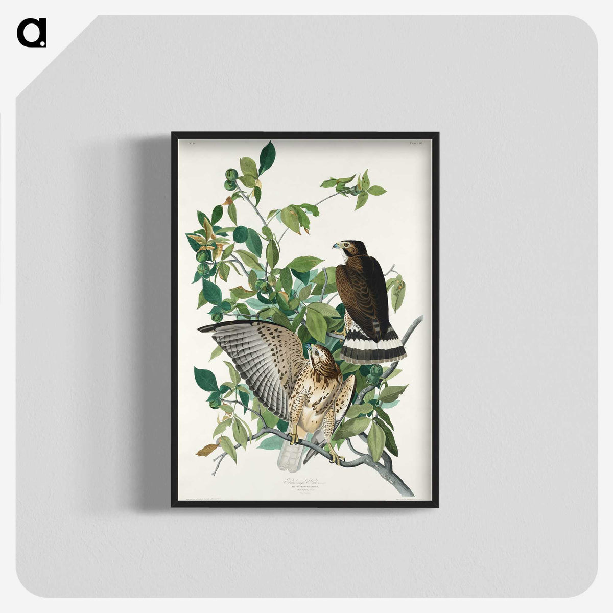 3-38_John-James-Audubon_blk-crop