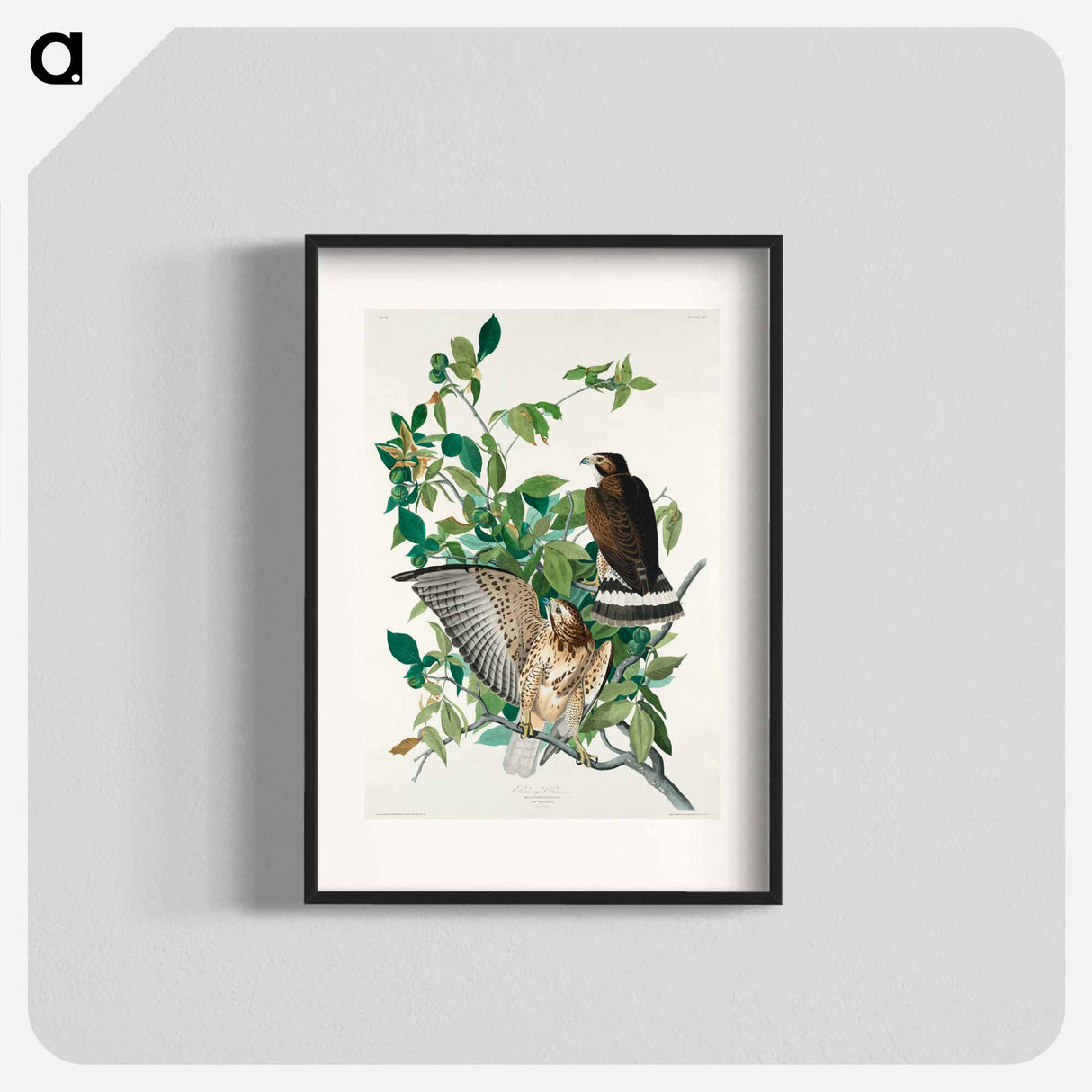 アートポスター-Broad-winged Hawk
- ジョン ジェームス オーデュボン Poster.
