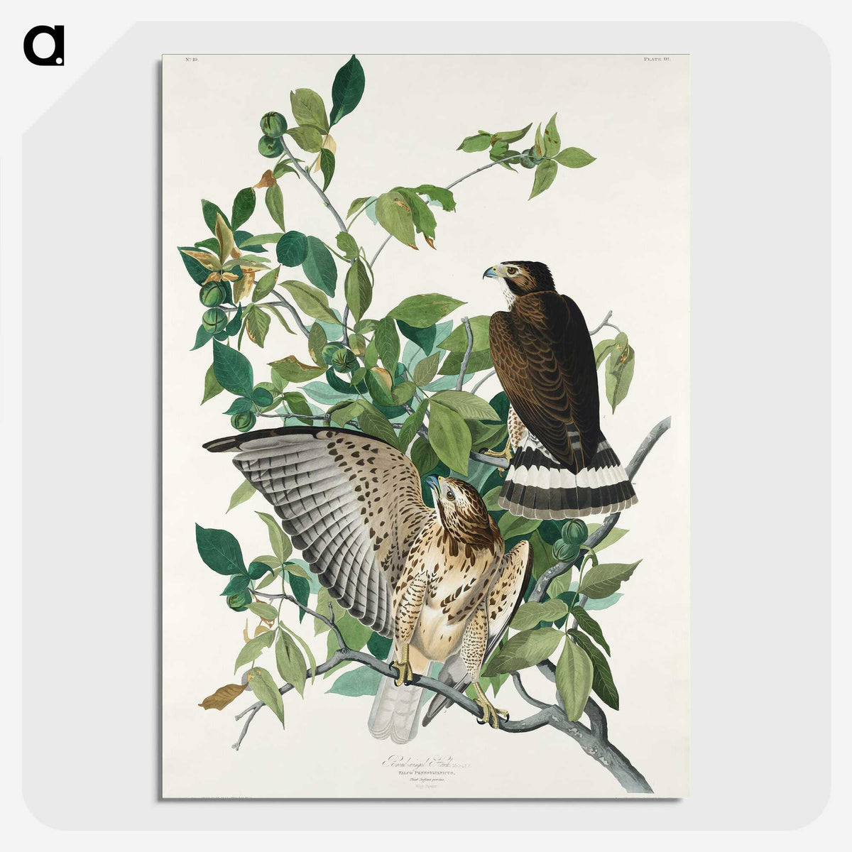 3-38_John-James-Audubon_picture-crop