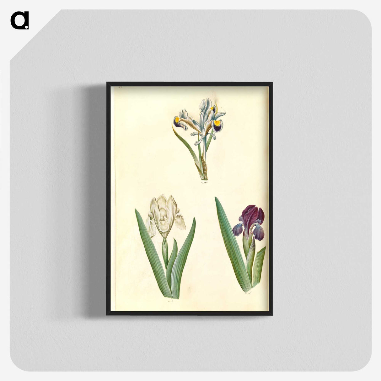 3-38_Maria-Sibylla-Merian_blk-crop