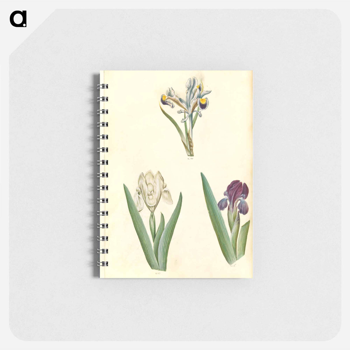 アートメモ帳-Persian and Dwarf Irises
- マリア ジビーラ メーリアン Memo.