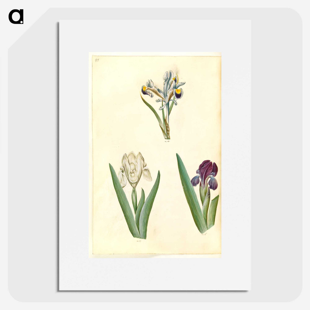 3-38_Maria-Sibylla-Merian_picture