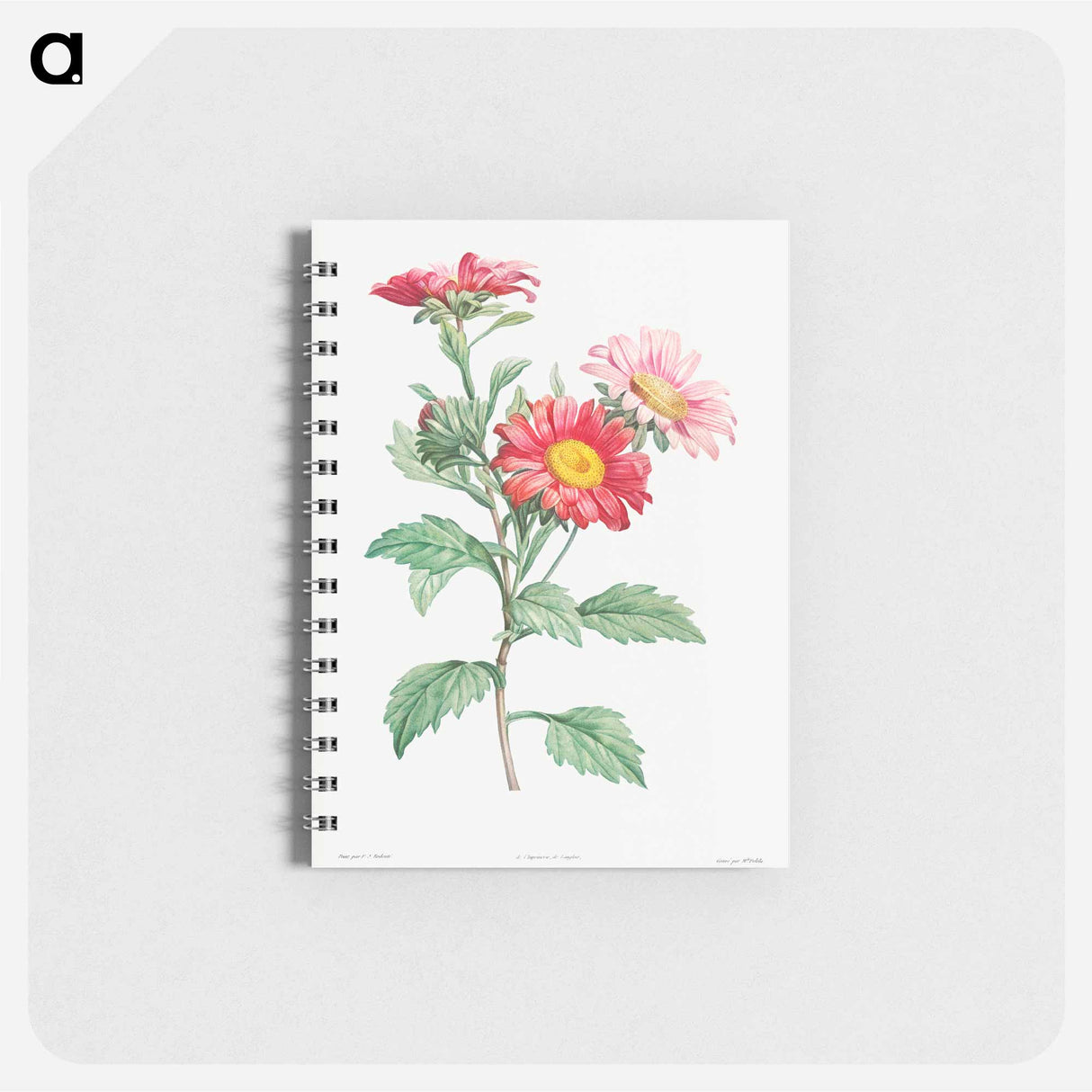 Red aster - ピエール ジョゼフ ルドゥーテ Memo.