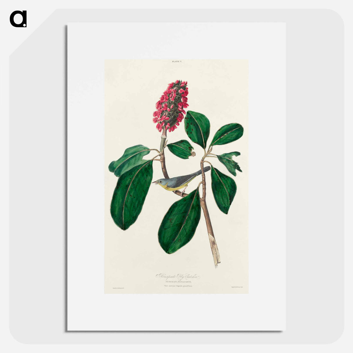 アートポスター-Bonaparte's Flycatcher from Birds of America
- アメリカの鳥たち Poster.