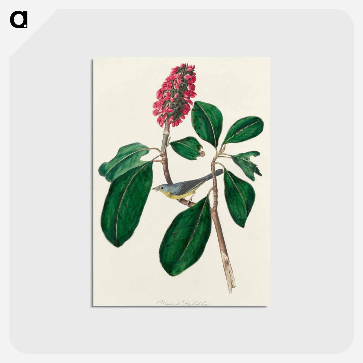 アートポストカード-Bonaparte's Flycatcher from Birds of America
- アメリカの鳥たち Postcard.