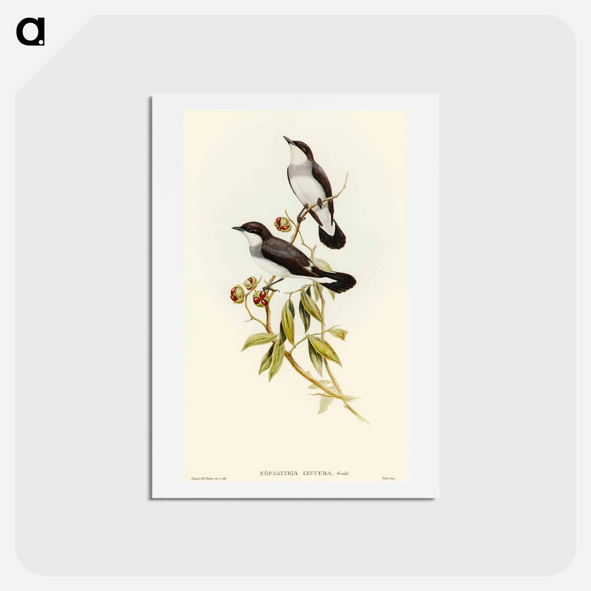 アートポストカード-White-tailed Robin
- オーストラリアの鳥 Postcard.