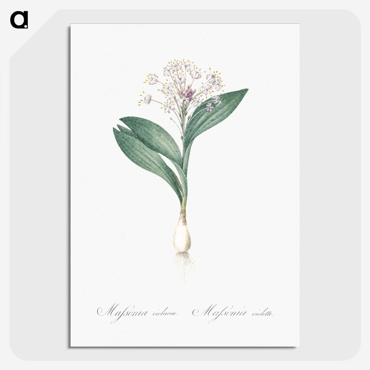 3-38_The-Lilies_picture-crop
