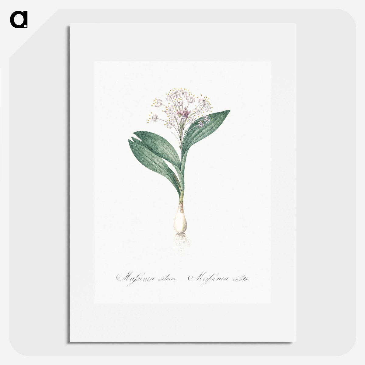 3-38_The-Lilies_picture
