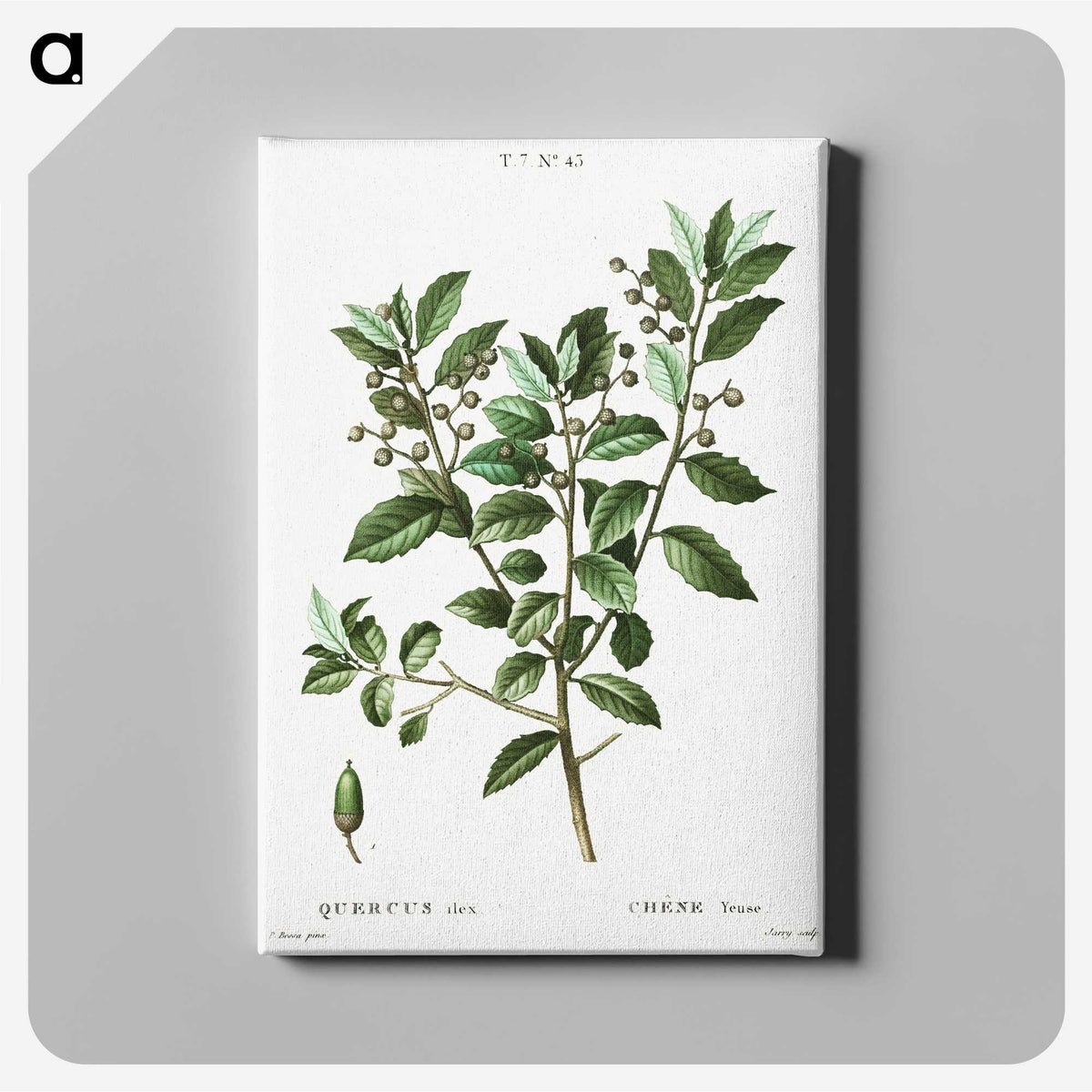3-38_Treatise-on-Trees-and-Shrubs_canvas