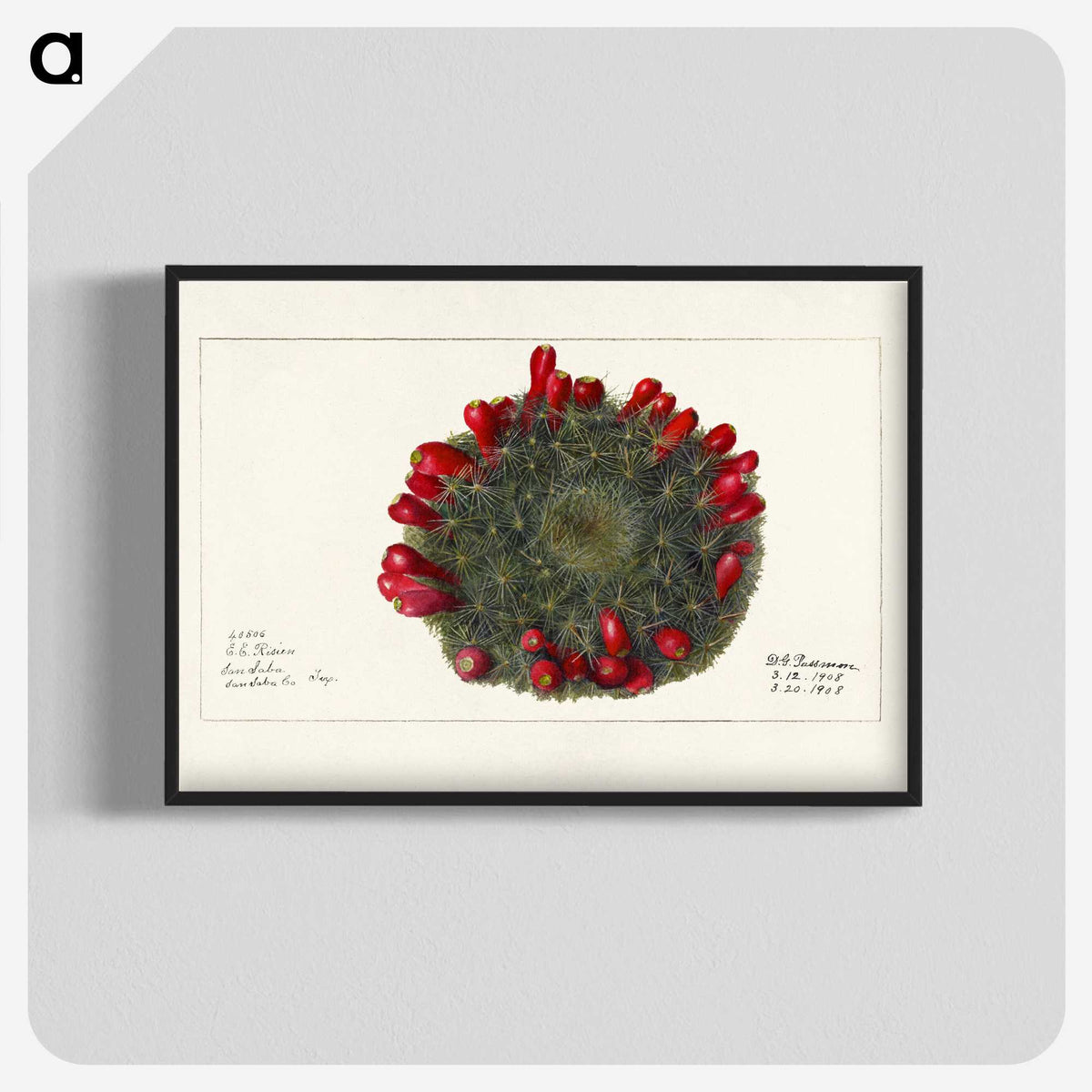 3-38_USDA-Watercolor-Fruit-Painting-Collection_blk-crop