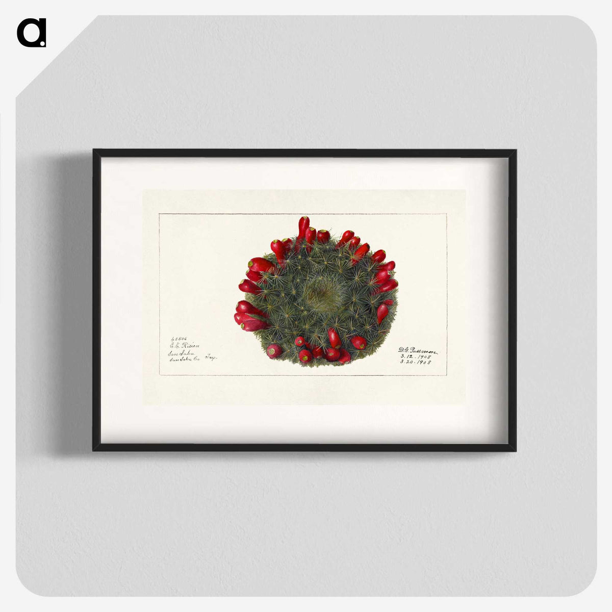 3-38_USDA-Watercolor-Fruit-Painting-Collection_blk