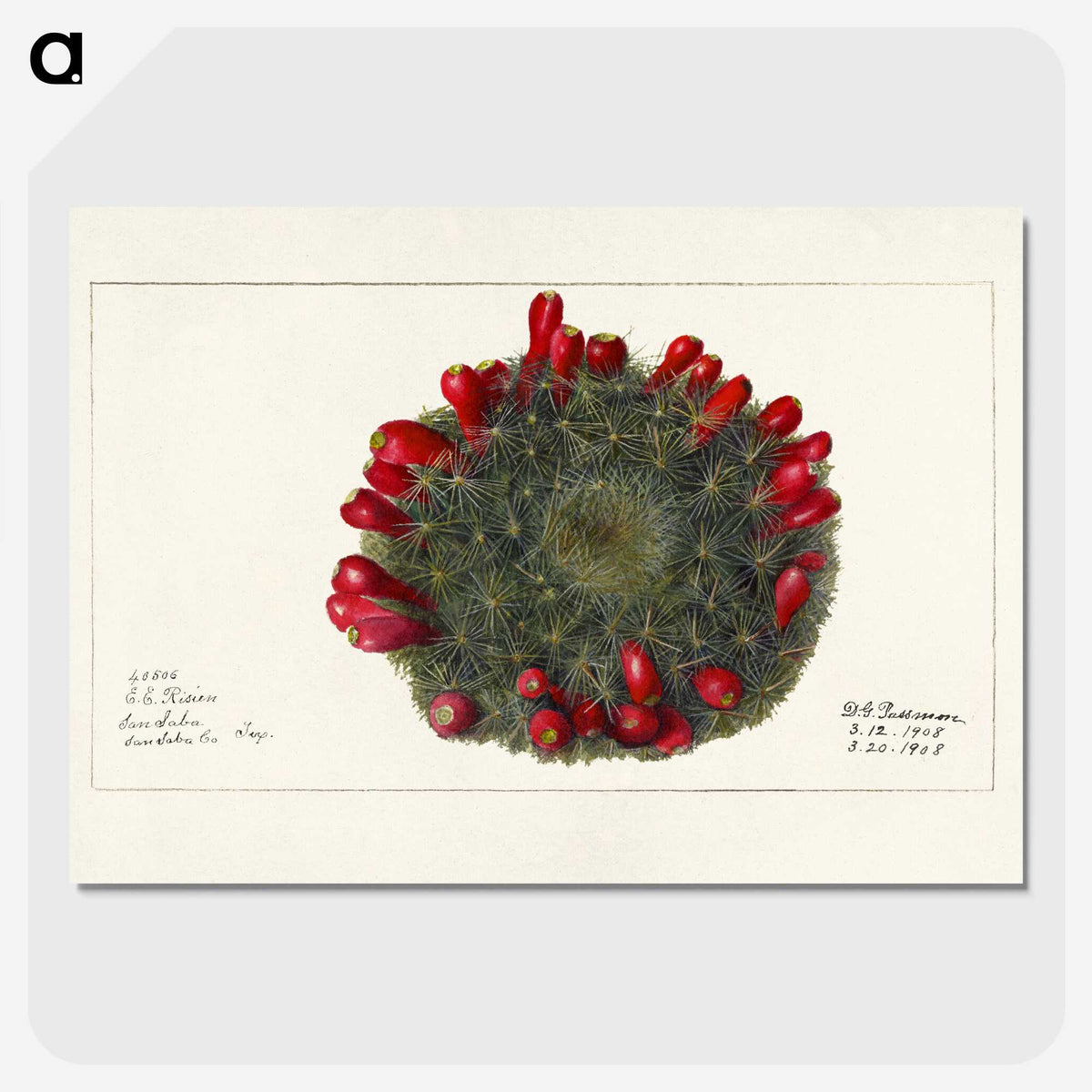 3-38_USDA-Watercolor-Fruit-Painting-Collection_picture-crop