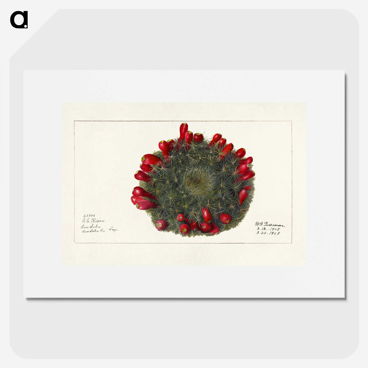 3-38_USDA-Watercolor-Fruit-Painting-Collection_picture