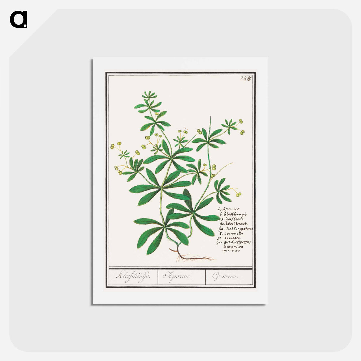 アートポストカード-Cleavers, Galium aparine - アンセルムス ボエティウス デ ブート Postcard.