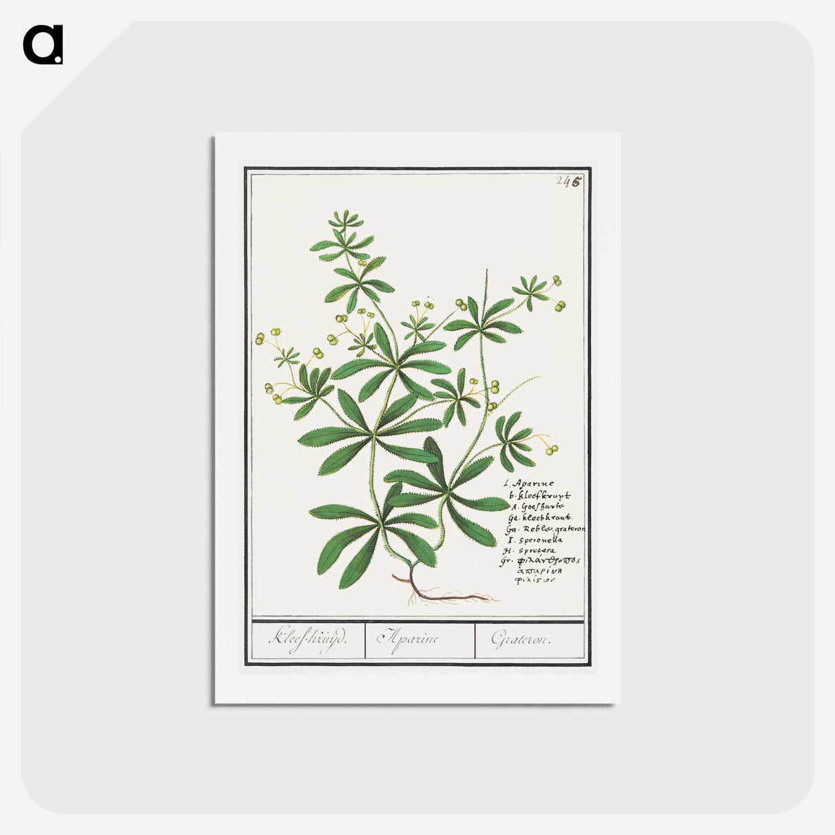 3-39_Anselmus-Boetius-de-Boodt_hagaki