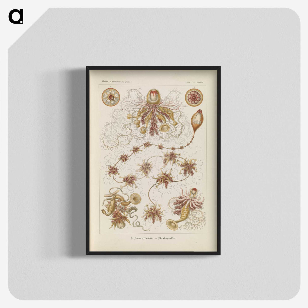 3-39_Ernst-Haeckel_blk-crop