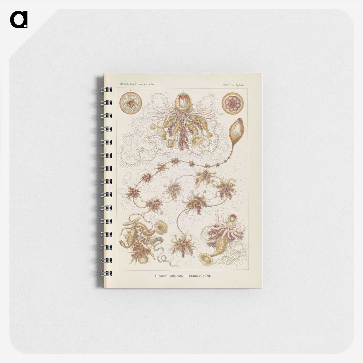 3-39_Ernst-Haeckel_memo
