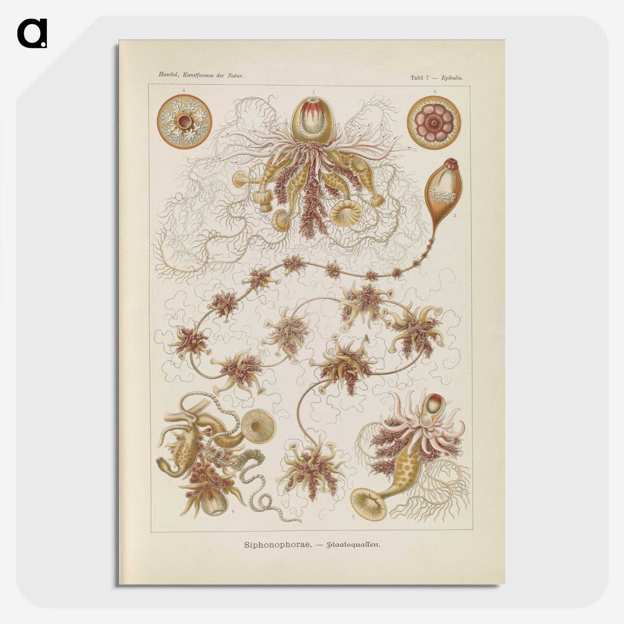 3-39_Ernst-Haeckel_picture-crop