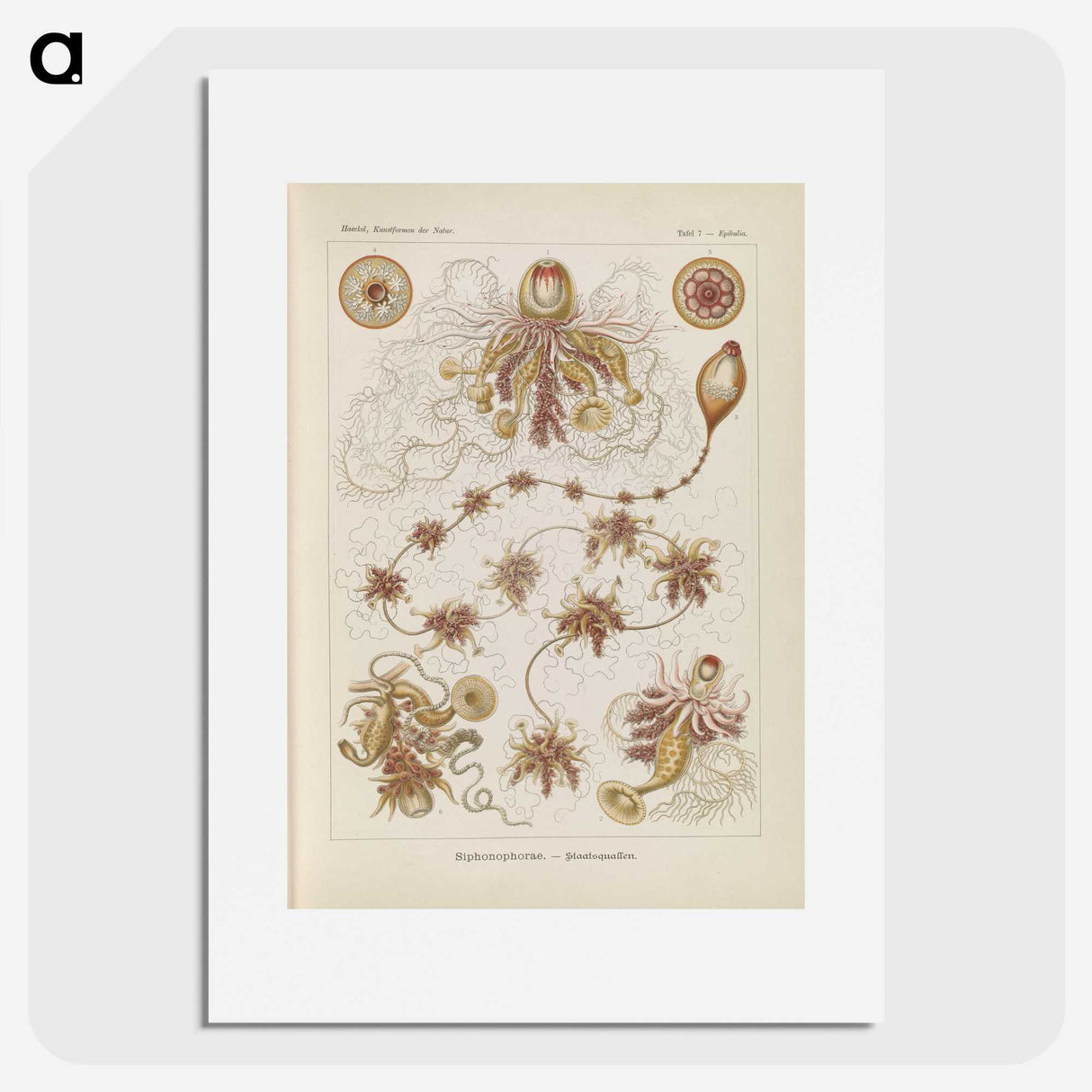 3-39_Ernst-Haeckel_picture