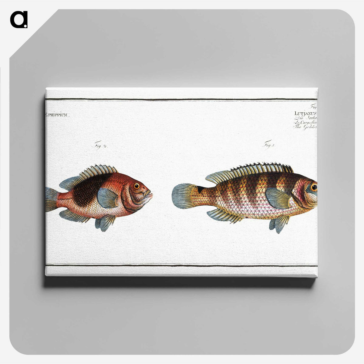 3-39_Ichtyologie-ou-Histoire-naturelle_canvas