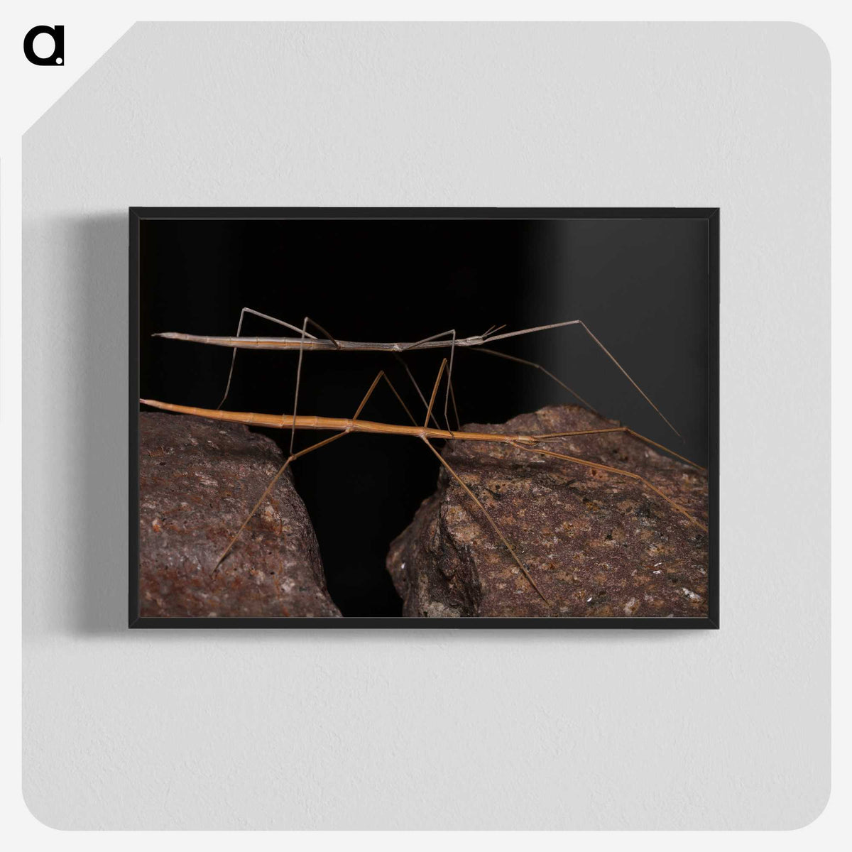 3-39_Insects-Unlocked-Project_blk-crop