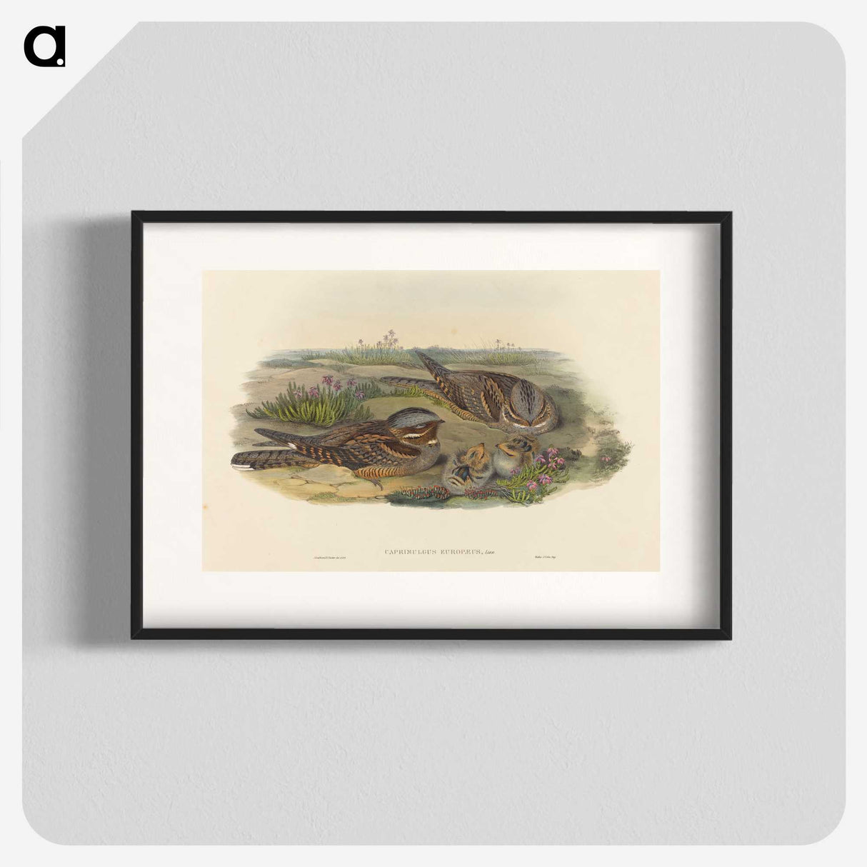 3-39_John-Gould_blk