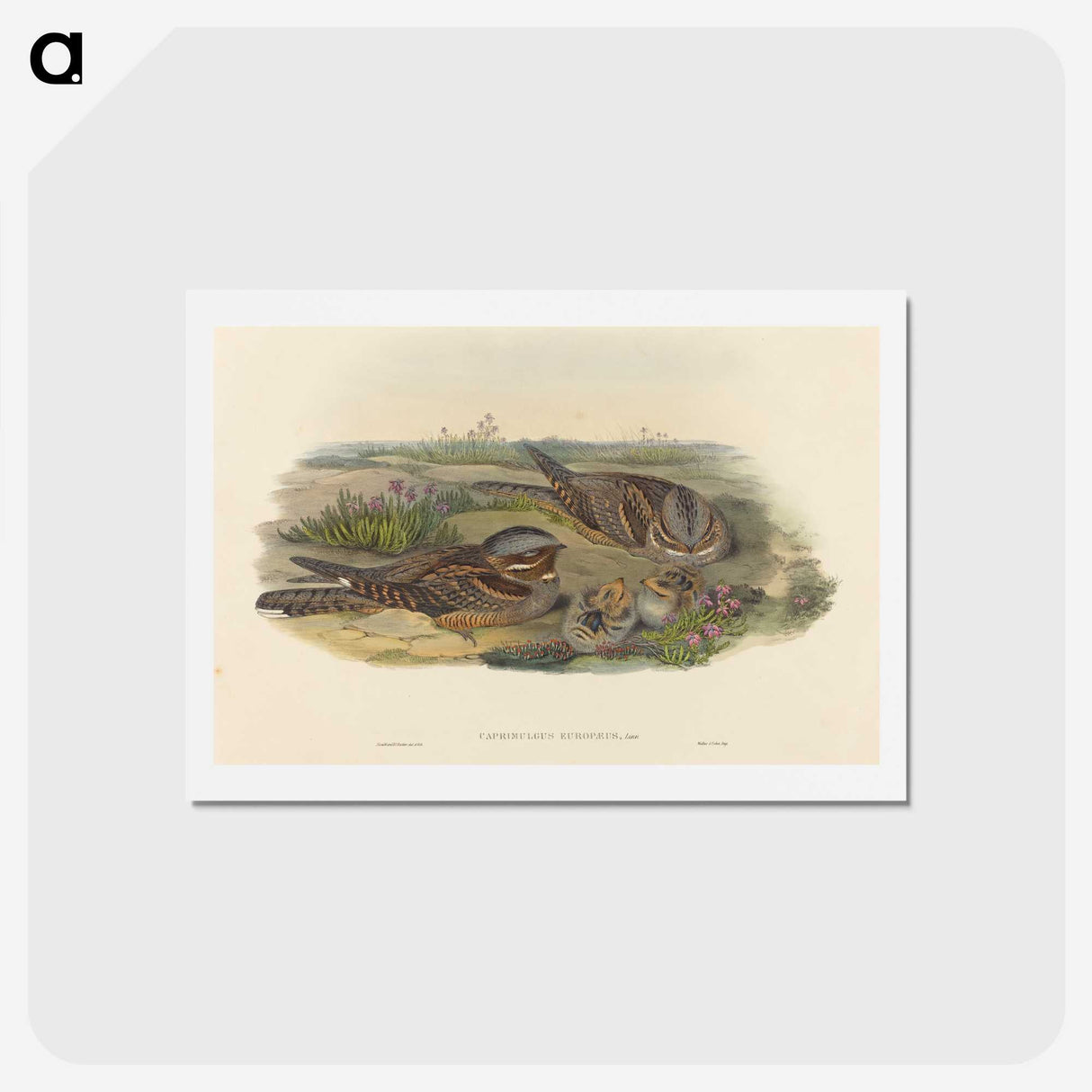 3-39_John-Gould_hagaki