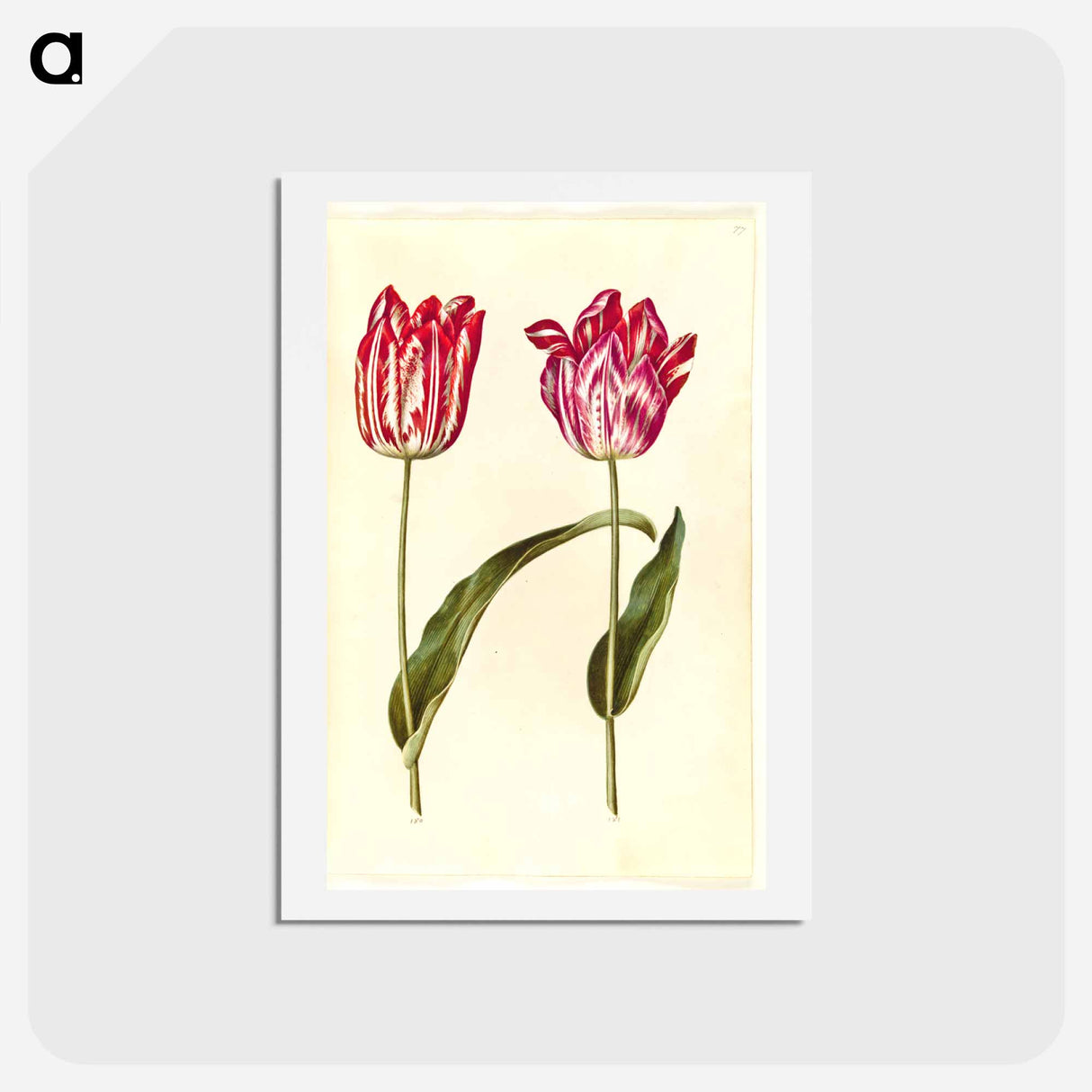アートポストカード-Tulipa Gesneriana
- マリア ジビーラ メーリアン Postcard.