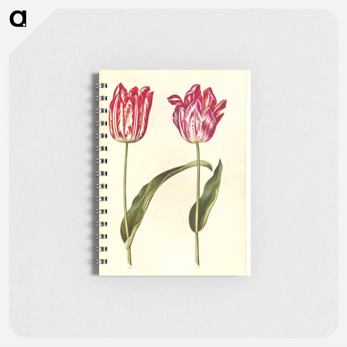 アートメモ帳-Tulipa Gesneriana
- マリア ジビーラ メーリアン Memo.