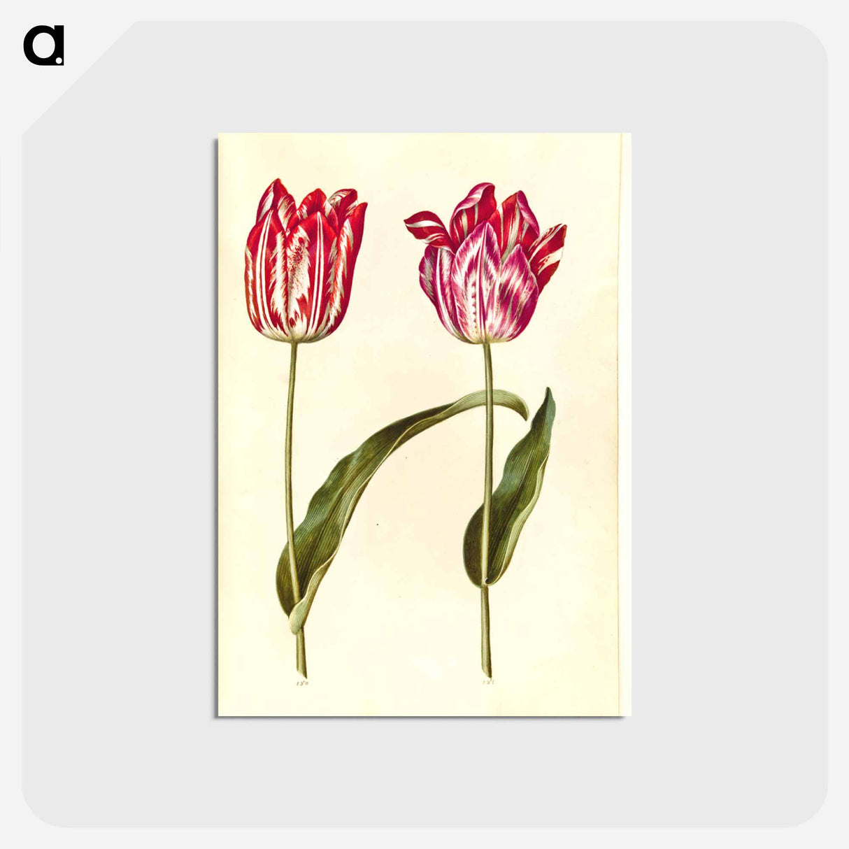 アートポストカード-Tulipa Gesneriana
- マリア ジビーラ メーリアン Postcard.