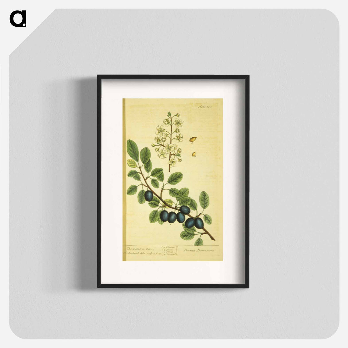 アートポスター-Prunus damascena
- 国立医学図書館 Poster.