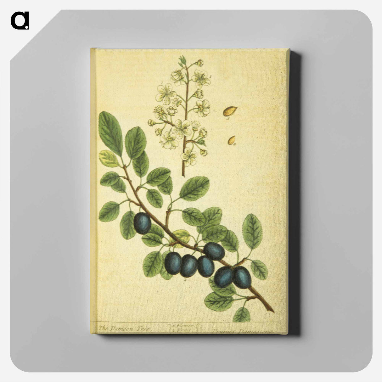 アートパネル-Prunus damascena
- 国立医学図書館 Canvas.