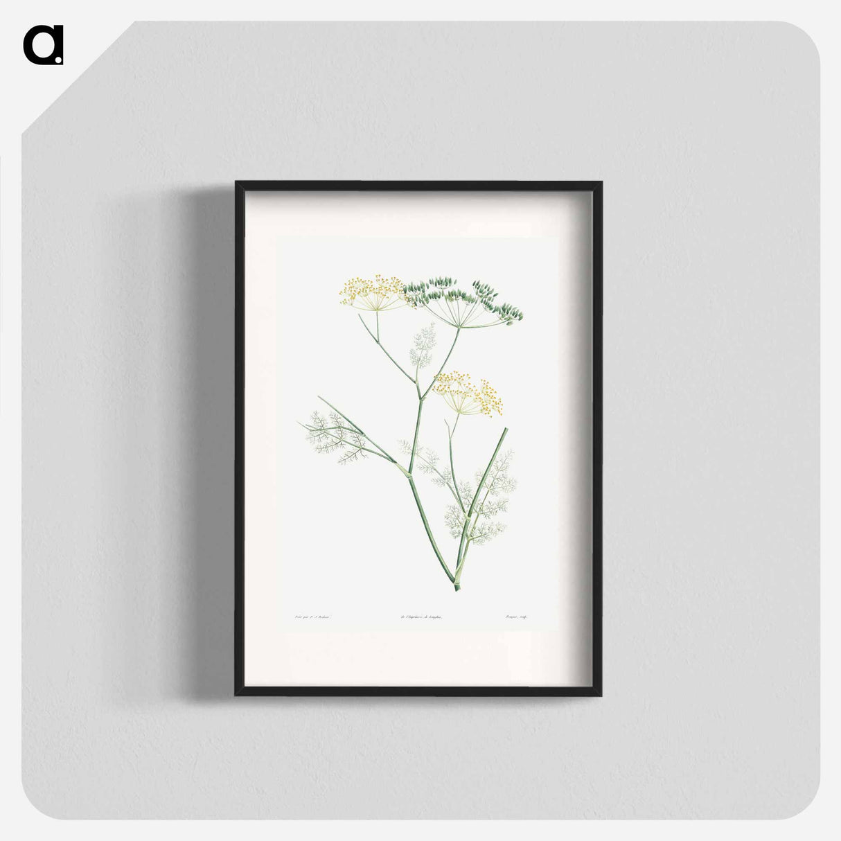 Fennel flowering plant - ピエール ジョゼフ ルドゥーテ Poster.