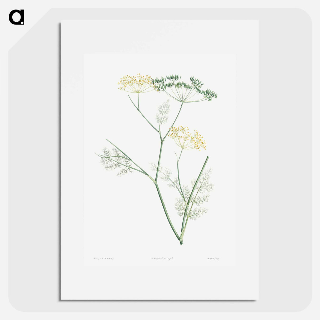Fennel flowering plant - ピエール ジョゼフ ルドゥーテ Poster.